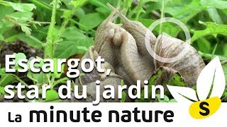 ESCARGOT STAR DU JARDIN  No 45 [upl. by Lertram]