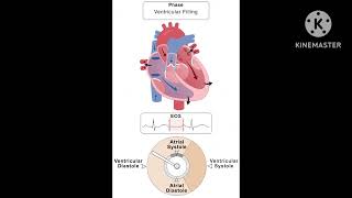 cardiology cardiology lectures heartbeat cardiac cycle cardiac cycle physiology [upl. by Asilam]