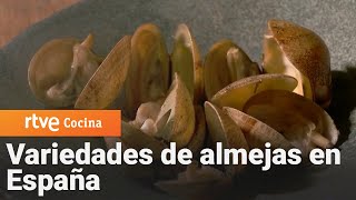 Variedades de almejas en España  Aquí la Tierra  RTVE Cocina [upl. by Eilyab930]