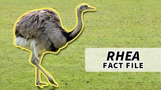 Rhea Facts NOT an Emu nor an Ostrich  Animal Fact Files [upl. by Melisa]