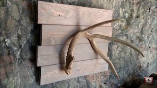 How To Display Your Antler Shed [upl. by Ramsden]