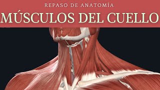 REPASO DE MÚSCULOS DEL CUELLO [upl. by Kcorb247]