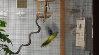 Part 1 Turquoise parrots  Neophema Pulcella  choosing the nest 1 [upl. by Micco]