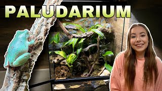 INCREDIBLE Tree Frog Paludarium Set Up [upl. by Jemina]