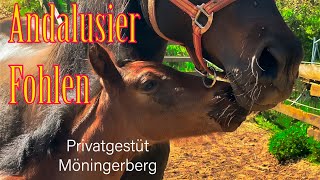 Andalusier Fohlen  Privatgestüt Möningerberg [upl. by Brie560]