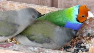 Lady Gouldian Finches  Feeding Time [upl. by Yanrahs961]