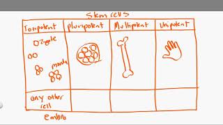 totipotent vs pluripotent vs multipotent vs unipotent [upl. by Akem]