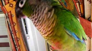 Conure Says Hello [upl. by Riki]