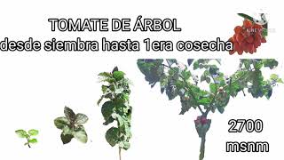 TOMATE DE ÁRBOL Desde siembra hasta la 1ra cosecha [upl. by Reerg]