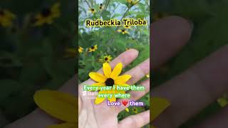 RUDBECKIA TRILOBA I have plenty seeds seedlingtrays plants shortsvideo favorite flowers [upl. by Yrrok925]