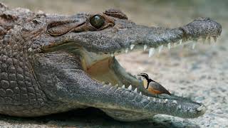 Plover Bird Crocodile  Plover Bird Clean Crocodile Teeth [upl. by Roht]