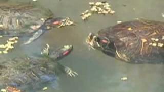 Spring Fever on the UL Lafayette Campus courtship and mating behavior of the redeared slider [upl. by Terrag]