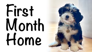 Bernedoodle puppy first month home 812 weeks [upl. by Penny]