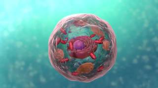 A Level Biology Topic 1 Cell Structure [upl. by Haynes377]