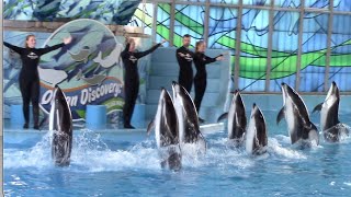 SeaWorlds Dolphin Encounter in HD [upl. by Fonzie]