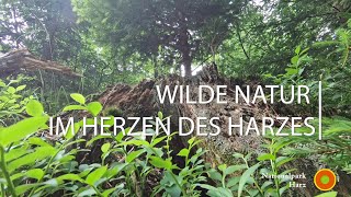 Nationalpark Harz  Wilde Natur im Herzen des Harzes [upl. by Bernardi]