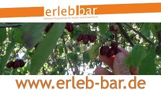 Kleines ABC der Erntehilfen – Kornelkirschen ernten und verarbeiten [upl. by Fakieh]