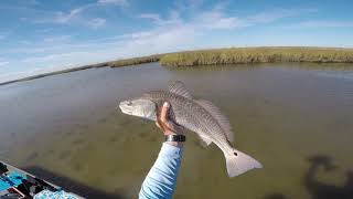 Topwater Fly Fishing for RedFish in South Texas [upl. by Winzler348]