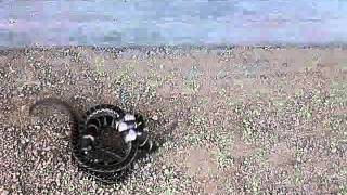 California Kingsnakes Gopher Snake Meal [upl. by Maril]