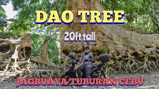 DAO TREE  TUBURAN CEBU [upl. by Ariet]