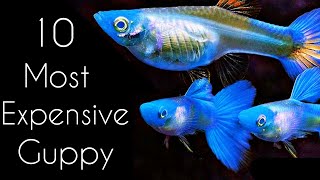 10 Most EXOTIC Beautiful Guppy Ever in 2021🏅🔥 Beautiful Guppy Fish keeping tips [upl. by Towney]