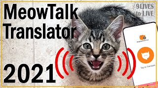 What Is My Cat Saying 2021 Meowtalk Cat Translator Review [upl. by Aisyla]