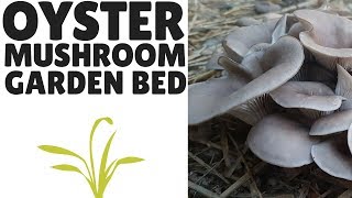 The Easiest Way to Grow Oyster Mushrooms An Outdoor Garden Bed [upl. by Gagne]