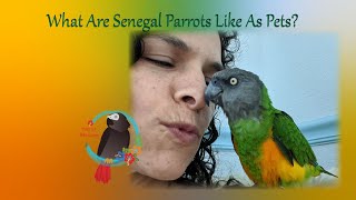 What Is a Senegal Parrot Like As A Pet [upl. by Saum]