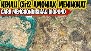 Cara Mengkondisikan Biopond Maggot BSF Merawat Saat Masa Pembesaran Media Kering  Juragan BSF [upl. by Nirrej438]