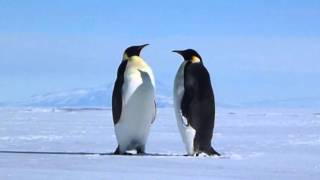 Emperor Penguins Are Wonderful  Antarctic Mountains as Scenery animals in HD [upl. by Marolda]