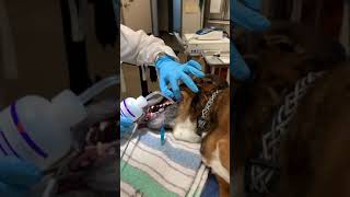 Using extraction forceps to remove tartar canine [upl. by Itteb]