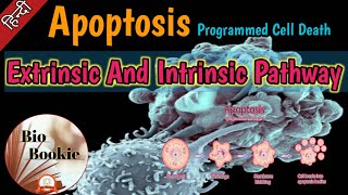 Apoptosis  Extrinsic And Intrinsic Pathway [upl. by Airamat]