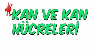 10dkda KAN VE KAN HÜCRELERİ  6Sınıf [upl. by Dustin764]