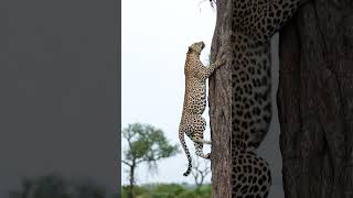 Leopards Unbelievable Tree Climb [upl. by Asenej]