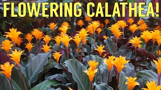 Calathea Crocata Tassmania Care Guide and Species Spotlight  Eternal Flame [upl. by Eustis732]