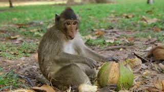 Playful Monkeys Cracking Open and Enjoying Fresh Coconuts in the Wild [upl. by Amlet919]