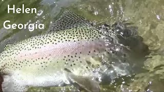 Fly Fishing Helen Georgia 2020  HD [upl. by Imas]