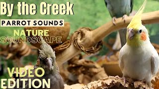 Forest amp Parrot Sounds by the Creek Soundscape  3 Hours  Parrot TV for Your Bird Room🌲 [upl. by Allanson]