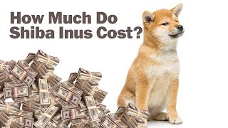 How Much Do Shiba Inu Puppies Cost [upl. by Bloomer97]