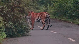 Tiger at Thalamalai  Sathyamangalam Reserve Forest [upl. by Yeldah]