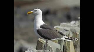 Great Black Backed Gull Bird Call [upl. by Krakow723]