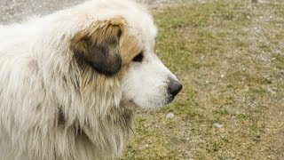 Pyrenean Mastiff Mastín del Pirineo [upl. by Skyler]