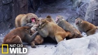 Bataille entre macaques [upl. by Aratal270]