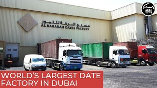 World’s largest date factory in Dubai Industrial City  UAE news [upl. by Arbmat]