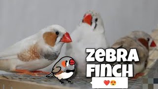 Welcome My Zebra Finches i Hope youllLike your New HomePets vlog [upl. by Nymrak725]