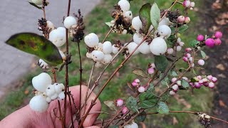 Snowberry Symphoricarpos food or medicine [upl. by Illa65]