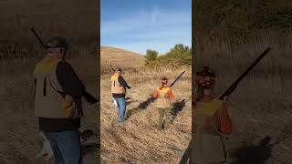 Birds moving pheasanthunting pointer pheasants hunting huntingdog birdhunt birddog gsp [upl. by Sitruk]