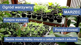 Wysiew ziół  bazylia majeranek melisa stewia Uprawa cebuli i arbuza [upl. by Candis]