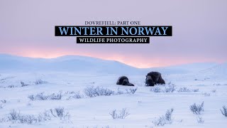 The mighty musk ox part one  Dovrefjell 2023 Wildlife photography Lumix S1 [upl. by Ettereve386]