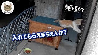 野良子猫が助けを求めて家へ入ろうと！？ [upl. by Ehc]